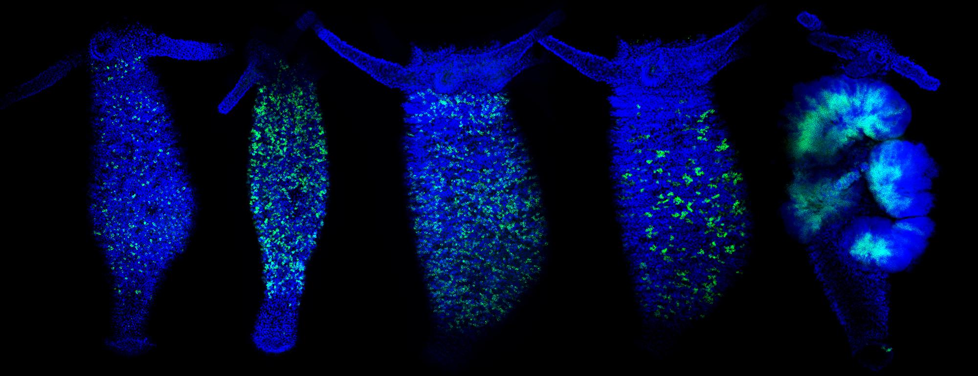 Fluorescent microscopy image showing a series of stained biological samples with green and blue markers highlighting cellular structures.