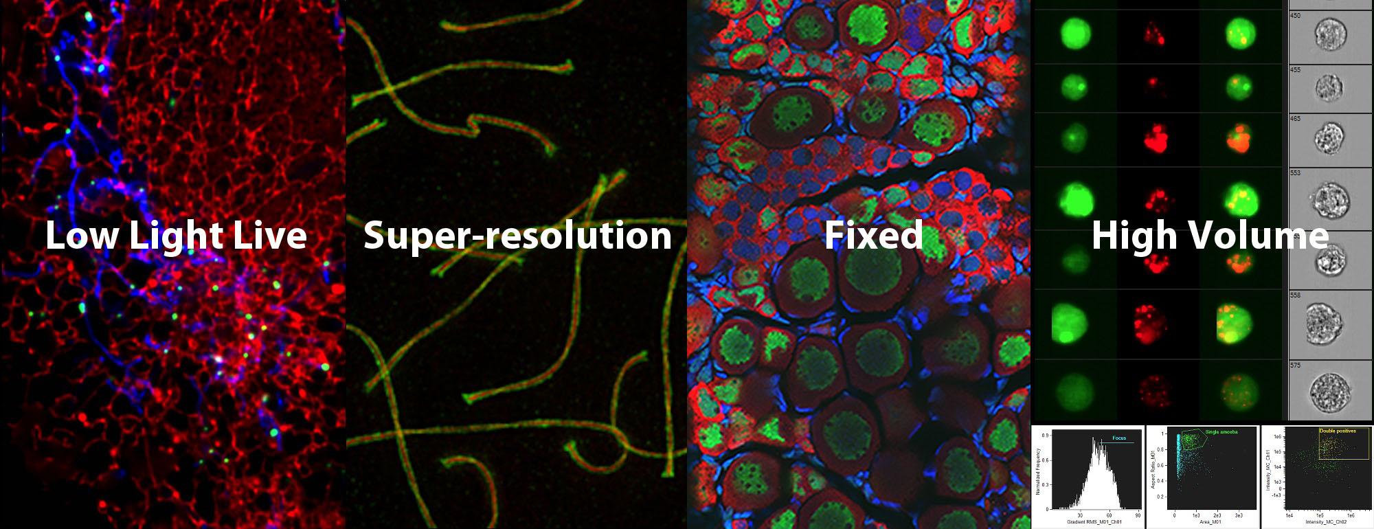 microscopy images with text