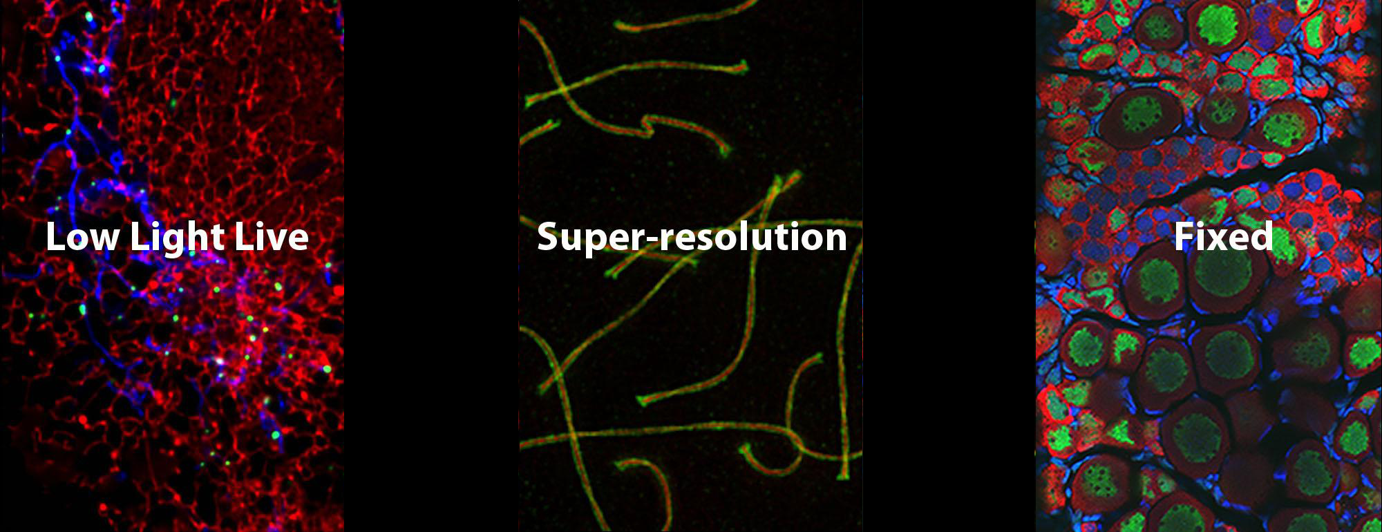 Three images of data collected from microscopes in the facility